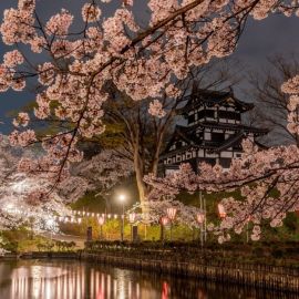 Цветущие деревья в японии (48 фото)