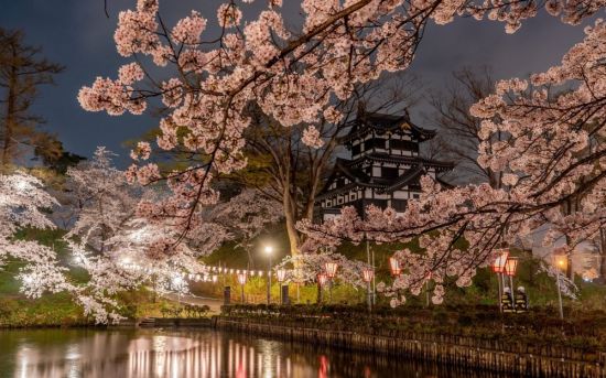 Цветущие деревья в японии (48 фото)