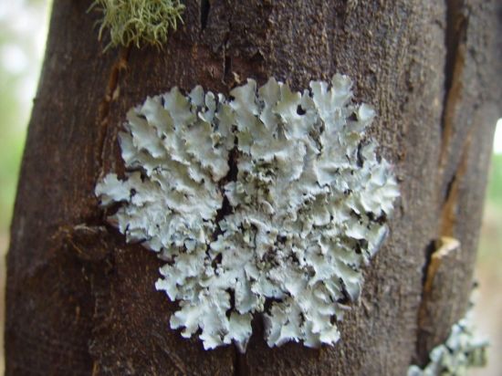 Белый мох на деревьях (37 фото)
