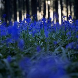Синие цветы в лесу (52 фото)