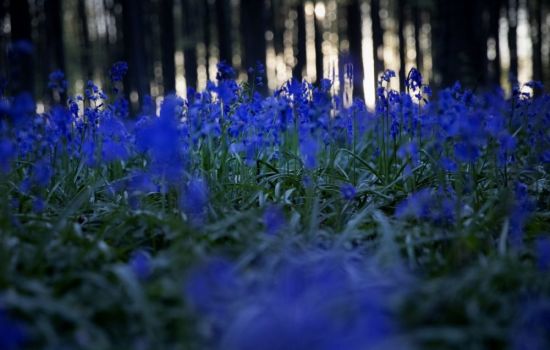 Синие цветы в лесу (52 фото)