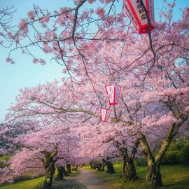 Японское цветущее дерево (50 фото)
