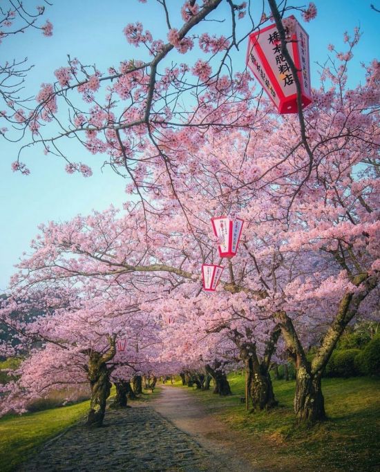 Японское цветущее дерево (50 фото)
