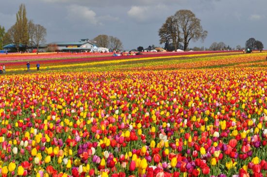Парк тюльпанов амстердам (46 фото)