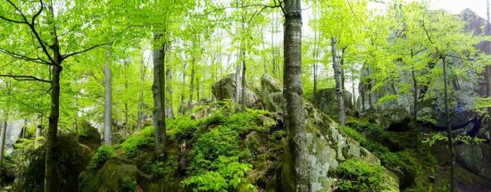 Буковые леса карпат (47 фото)