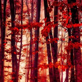 Береза с красными листьями (41 фото)
