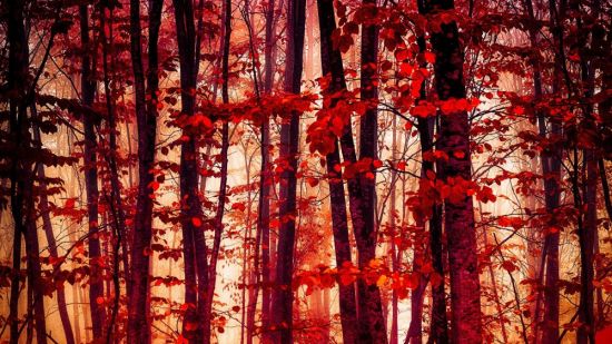 Береза с красными листьями (41 фото)