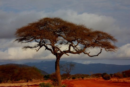 Деревья саванны африки (49 фото)