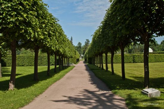 Екатерининский парк яблоневая аллея (48 фото)