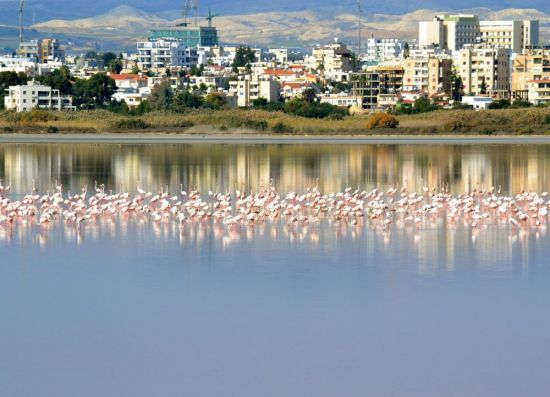 Соленое озеро кипр (51 фото)