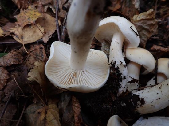 Говорушка гигантская гриб (71 фото)