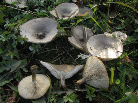 Меланолеука гриб (68 фото)