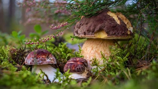 Смешные грибы (75 фото)