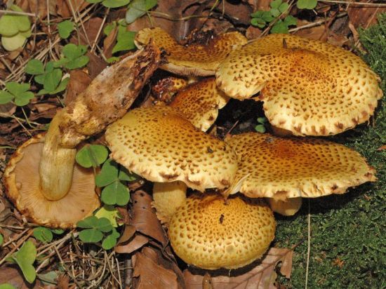 Чешуйчатка золотистая гриб (74 фото)