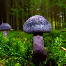 Синий гриб (71 фото)