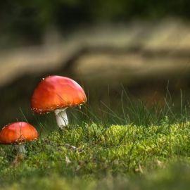 Шляпочные грибы (63 фото)