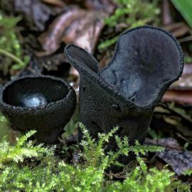 Черный гриб (60 фото)