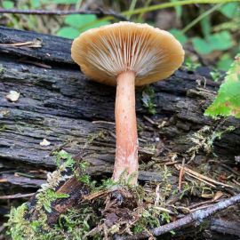 Краснушка гриб (65 фото)