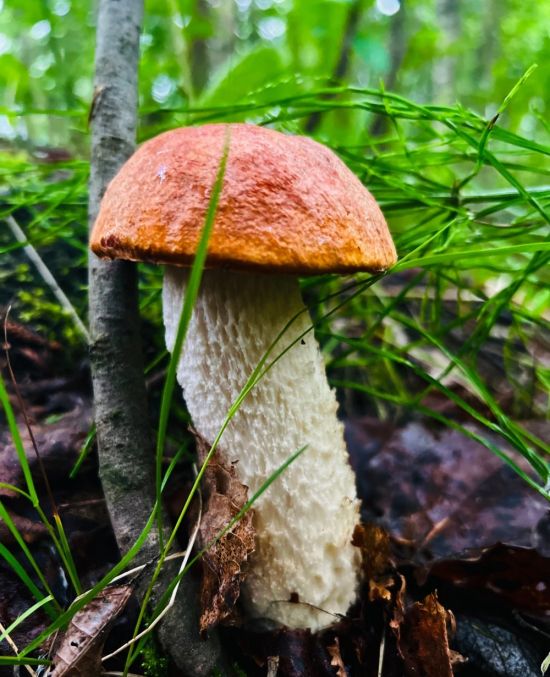 Грабовик гриб (75 фото)