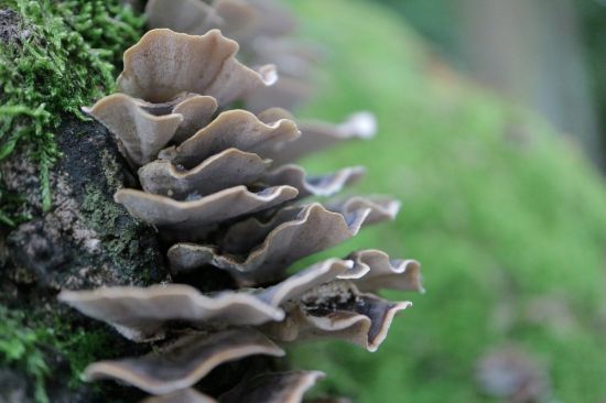 Древесные грибы (56 фото)