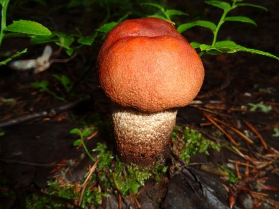 Подзаячник гриб (69 фото)