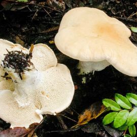 Ежовик пестрый гриб (77 фото)