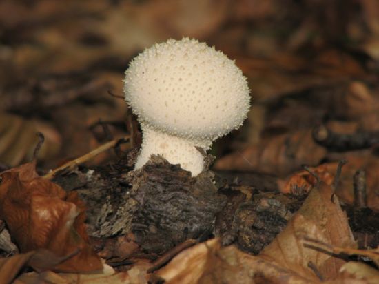 Белый круглый гриб (55 фото)