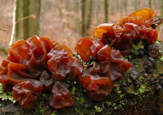 Древесные грибы муэр (70 фото)