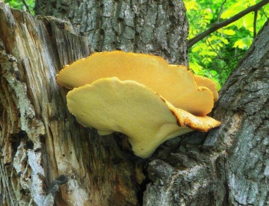 Белый древесный гриб (63 фото)