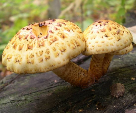 Чешуйчатка ольховая гриб (63 фото)