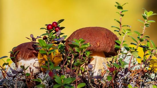 Ржавчинные грибы (70 фото)