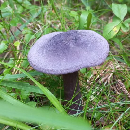 Фиолетовый гриб (68 фото)