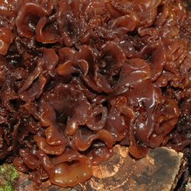 Морской гриб (69 фото)