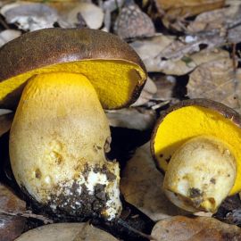 Белый гриб с желтой губкой (70 фото)