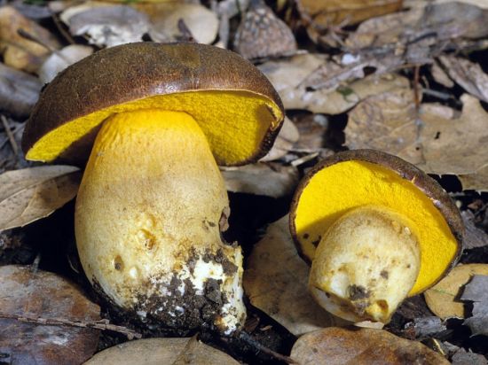 Белый гриб с желтой губкой (70 фото)