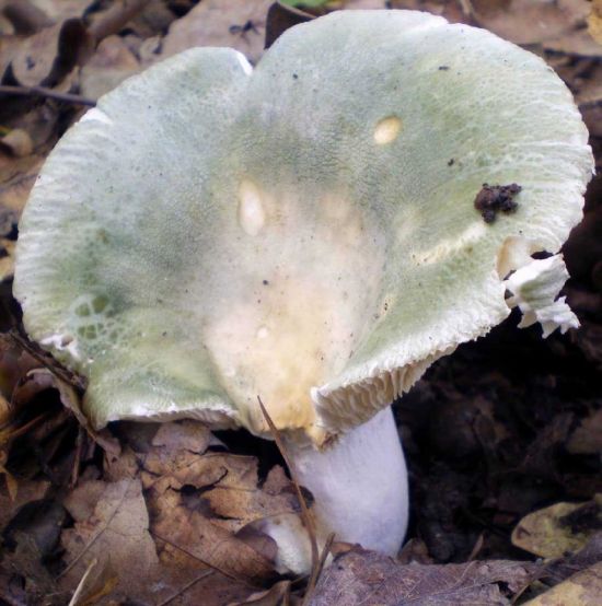 Грузди грибы (69 фото)