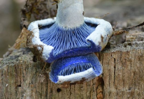 Млечник голубой гриб (65 фото)