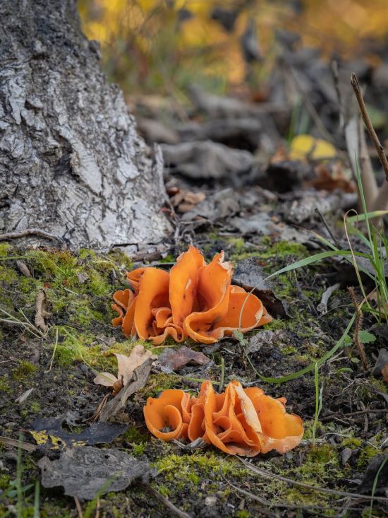 Алеврия оранжевая грибы (66 фото)