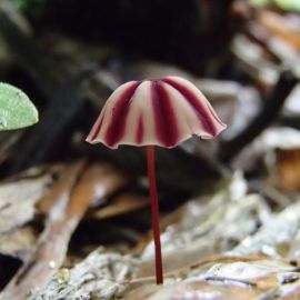 Маленькие красные грибы (44 фото)