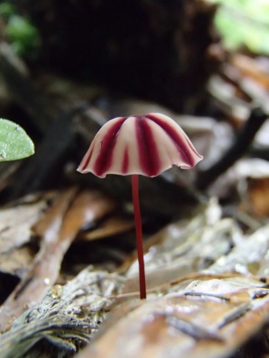 Маленькие красные грибы (44 фото)
