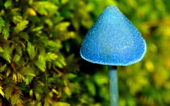 Сине зеленый гриб (52 фото)