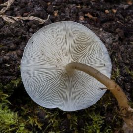 Песочник серый гриб (45 фото)