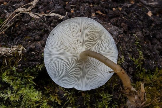 Песочник серый гриб (45 фото)