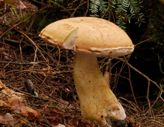 Белый гриб колосовик (57 фото)