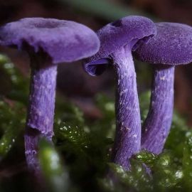Лаковица фиолетовая гриб (47 фото)