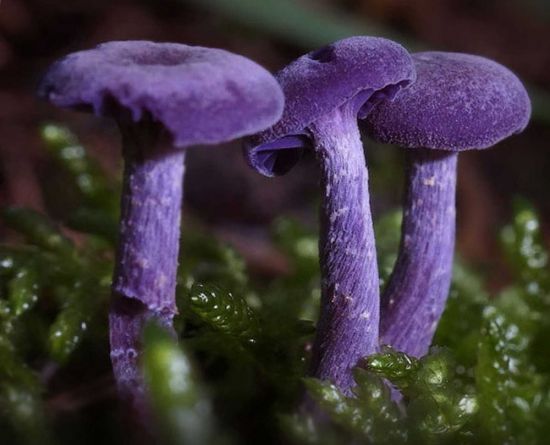 Лаковица фиолетовая гриб (47 фото)