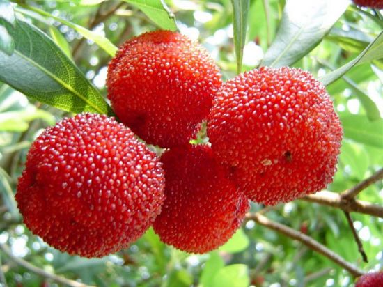 Красная ягода в крапинку (45 фото)