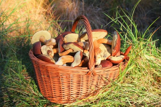Корзина с грибами и ягодами (56 фото)