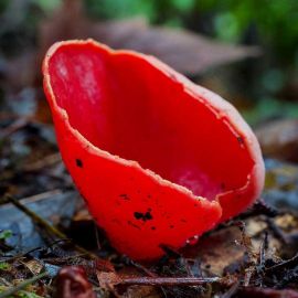 Ярко красный гриб (47 фото)
