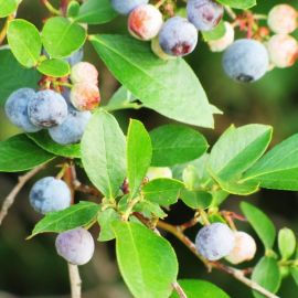 Вечнозеленый кустарник с синими ягодами (51 фото)
